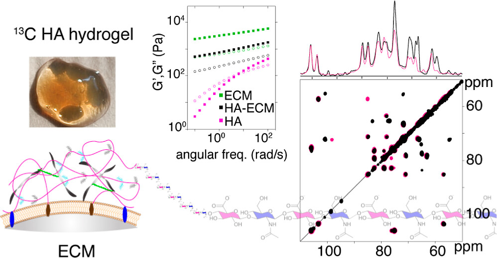 Resolving Atomic-Level Dynamics and Interactions of High-Molecular-Weight Hyaluronic Acid by Multidimensional Solid-State NMR